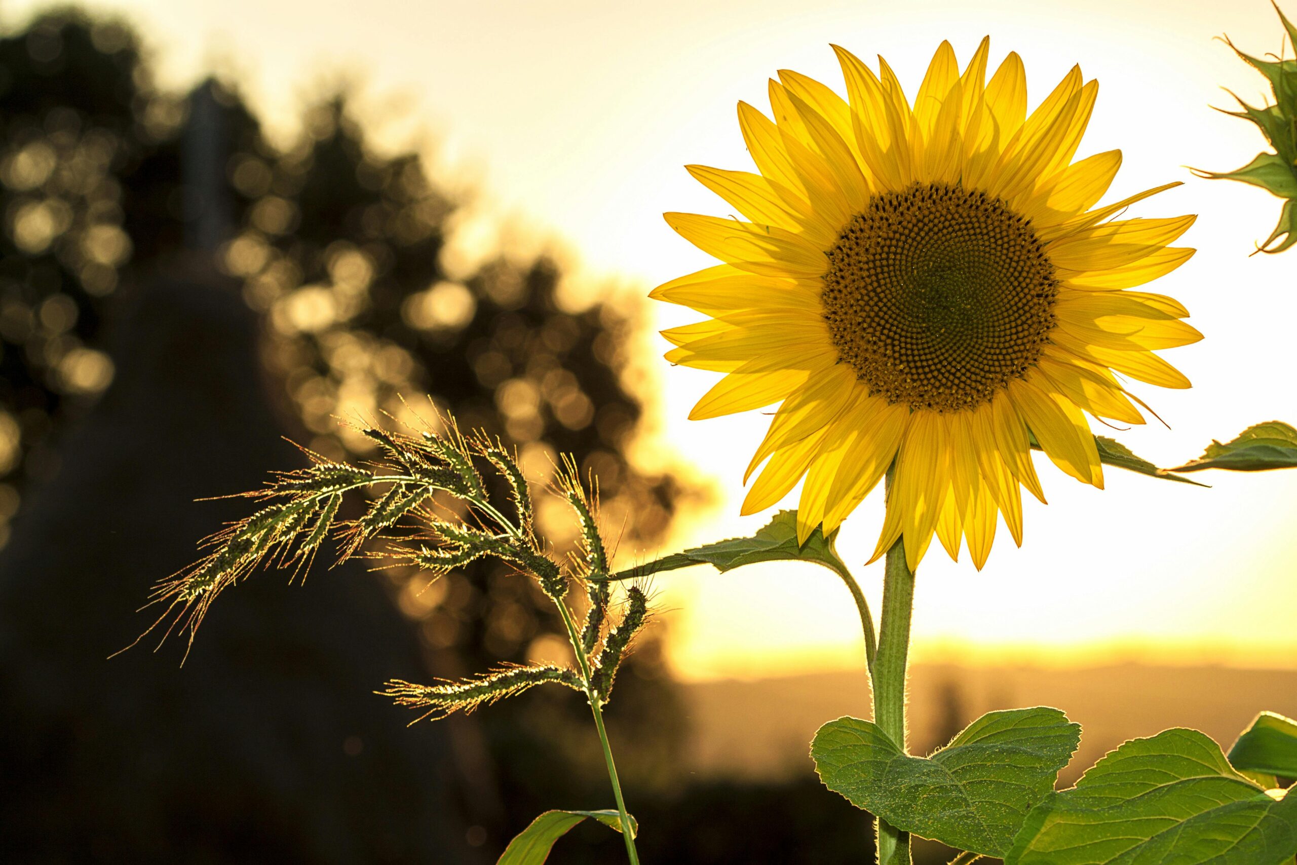 A photo of a large sunflower.